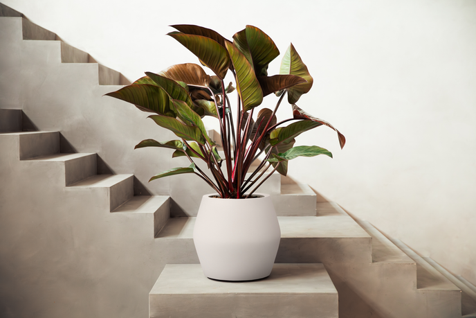 june split low 46cm linen white